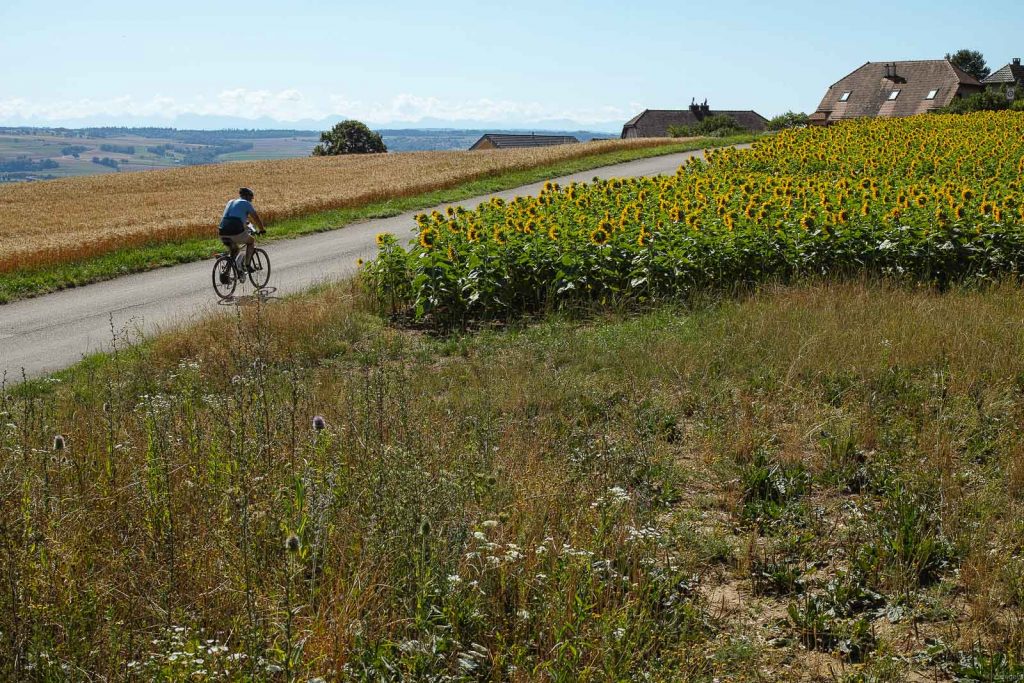 bike in sunflowers field in orbe switzerland