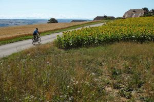 bike in sunflowers field in orbe switzerland