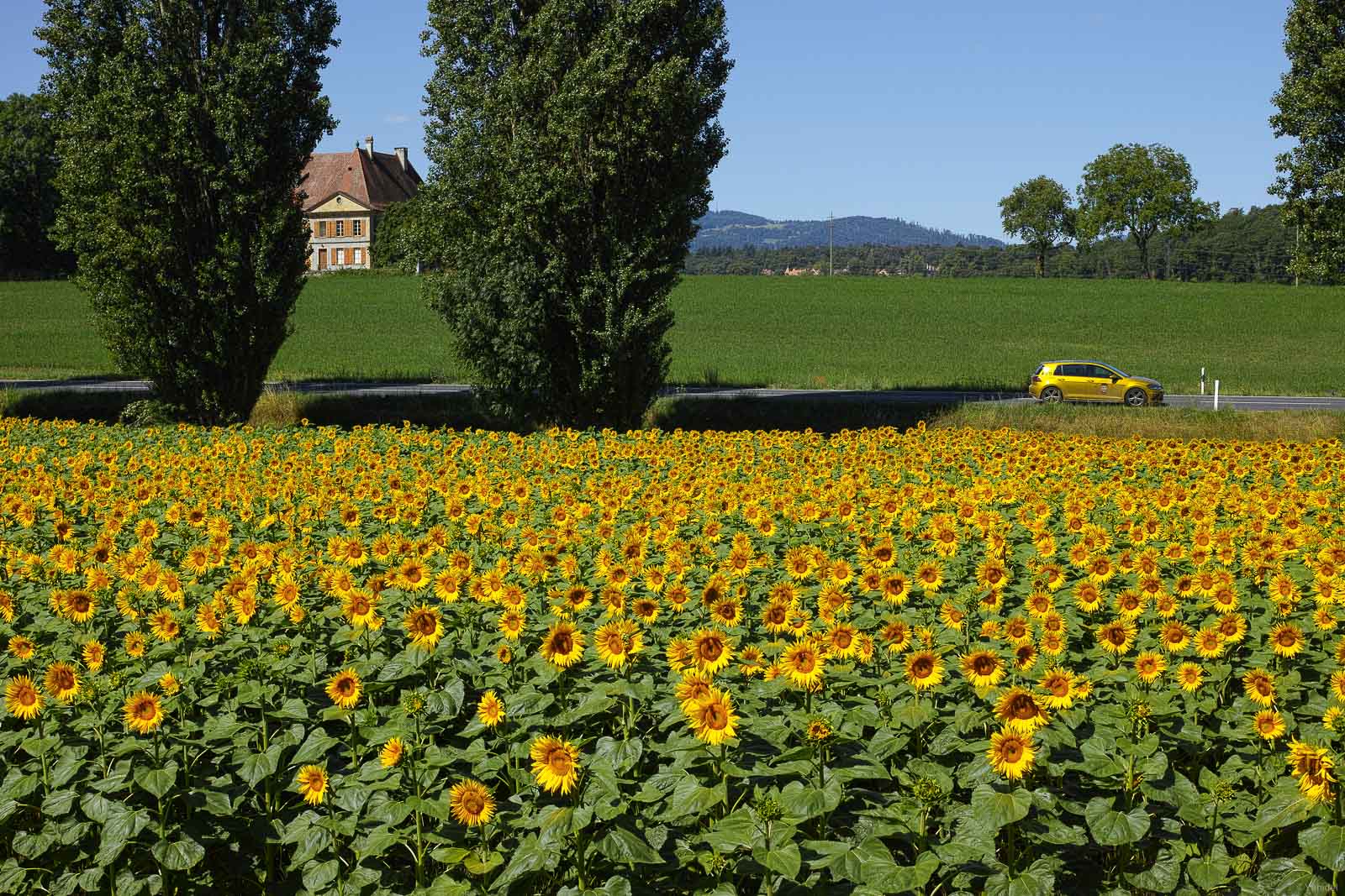 yellow car in sunflower fields in orbe switzerland